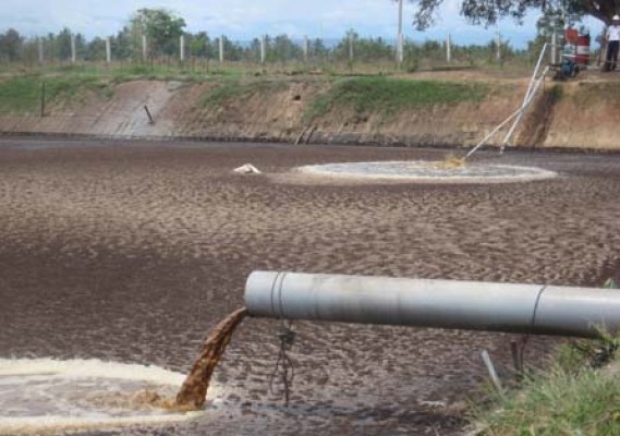 60% POF Will Develop Palm Oil Biomas Electricity