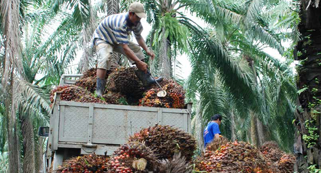 Plasma of Hindoli Get Additional Premium of Sustainable Palm OIl