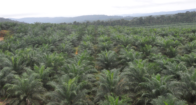 The Villagers of Lutan Plant Palm Oil Together with PT PUL