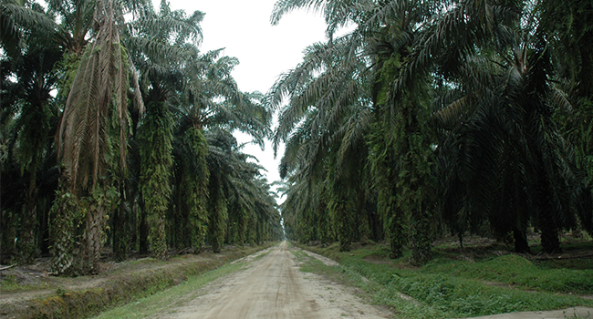 Thousands of Hectares of Farmers’ Plantations Produce 