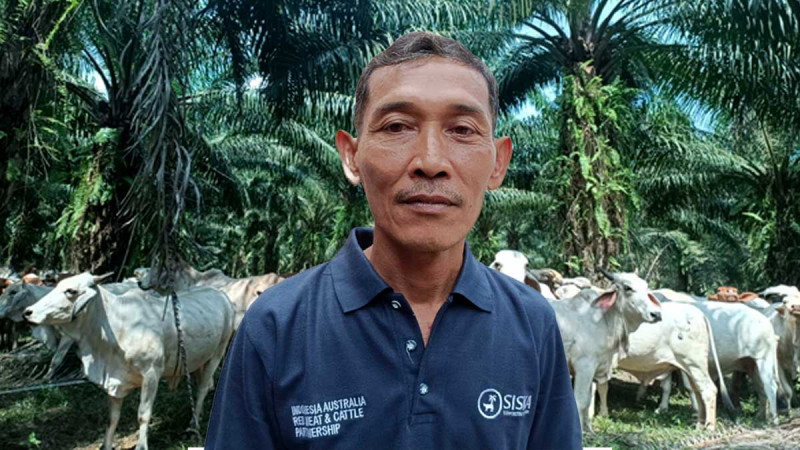 Thanks to SISKA, Smallholders’ Cows Got Increasing Fast