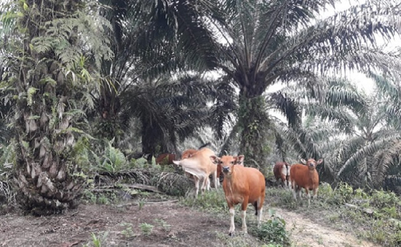 Riau Targets Role as Hub for Oil Palm–Cattle Integration, Eyes Sustainable Agroindustrial Investment