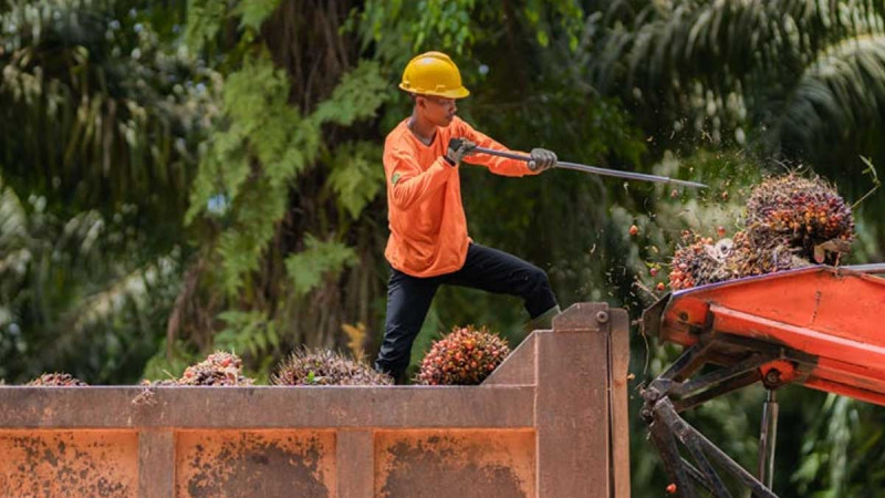 Bumitama Targets 5% Production Growth in 2026 with Rp1.5 Trillion Capex