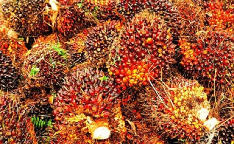 West Sumatra Palm Oil FFB Prices Rise Rp101.47/kg in Early April