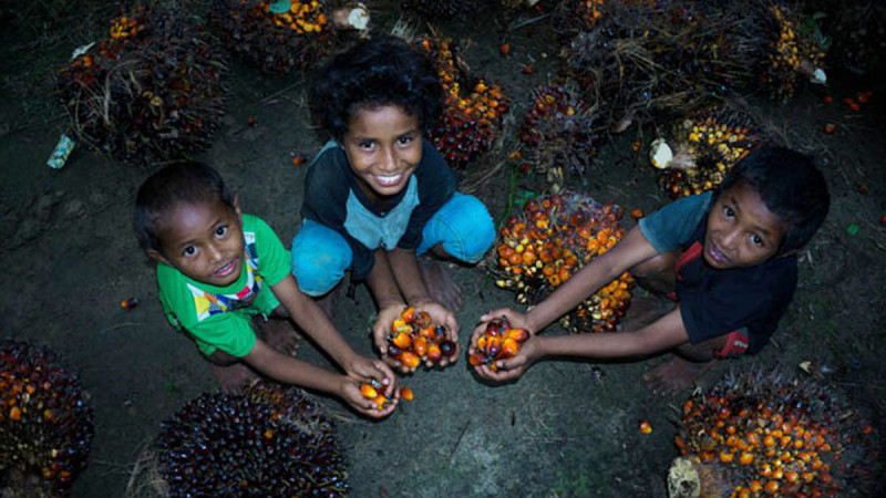Child Rights Action Hub Launched to Tackle Child Labor in Palm Oil Supply Chain