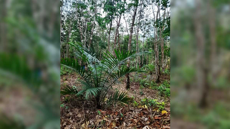 Experts Warn Intercropping Oil Palm with Rubber May Reduce Productivity