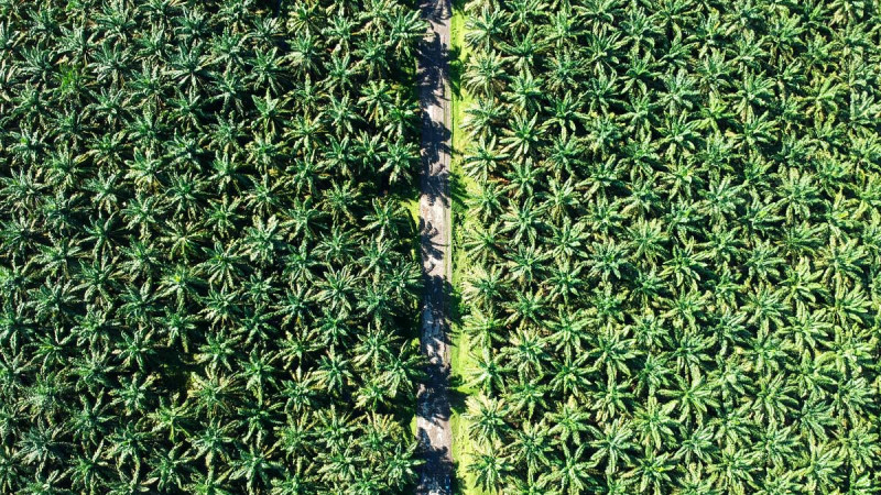 From Commodity to Identity: The Rise of Indonesia’s “Palm Nationalism”