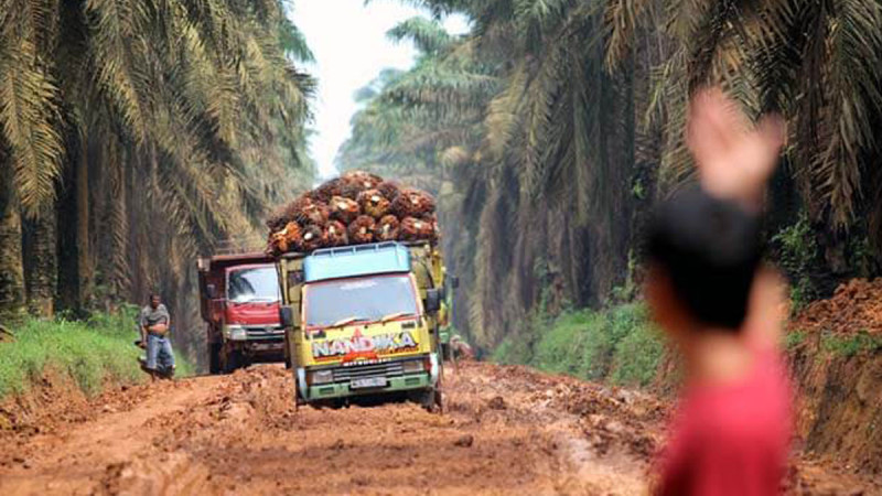 BPDP Infrastructure Support Program Expands, But Independent Palm Smallholders Still Face Access Challenges