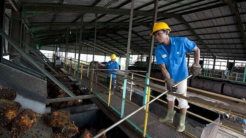 DSNG Posts Strong Q1 2026 Profit Growth as Palm Oil Remains Core Business Driver