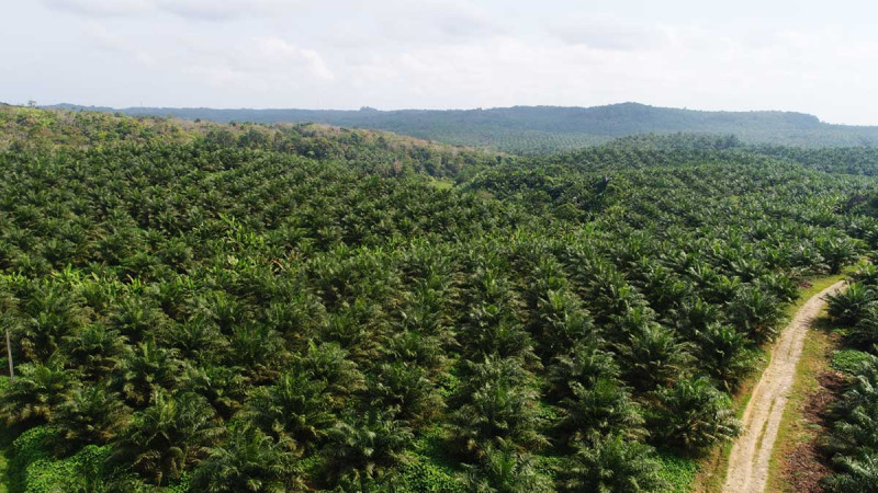 TLDN Posts Stronger Q1 2026 Earnings on Higher CPO Output and Improved Operational Efficiency