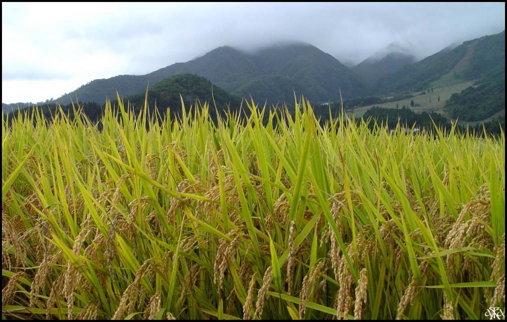 500 Hectares of Palm Oil in Mukomuko Will be Rice Field