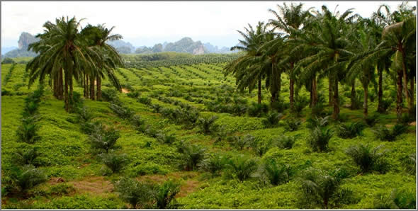 Palm Oil is Important for Indonesian Economy