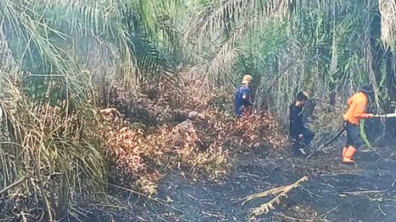 Palm Oil Fire in Palm Oil Plantations in Mesuji Got Wider: Keep Extinguishing