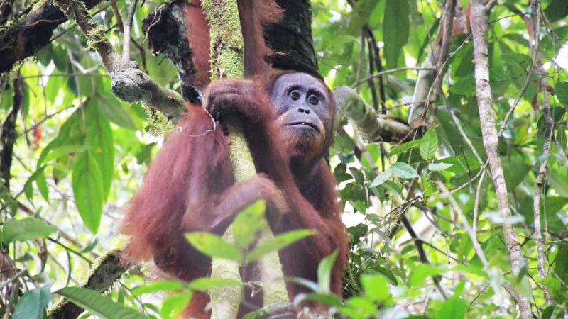Malaysia Introduced Orangutan Adoption Scheme for Palm Oil Importer Companies
