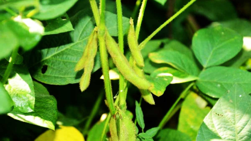 Soybean and Corn at Chicago Got Increased: The Cheap Grain in Black Sea Pressed