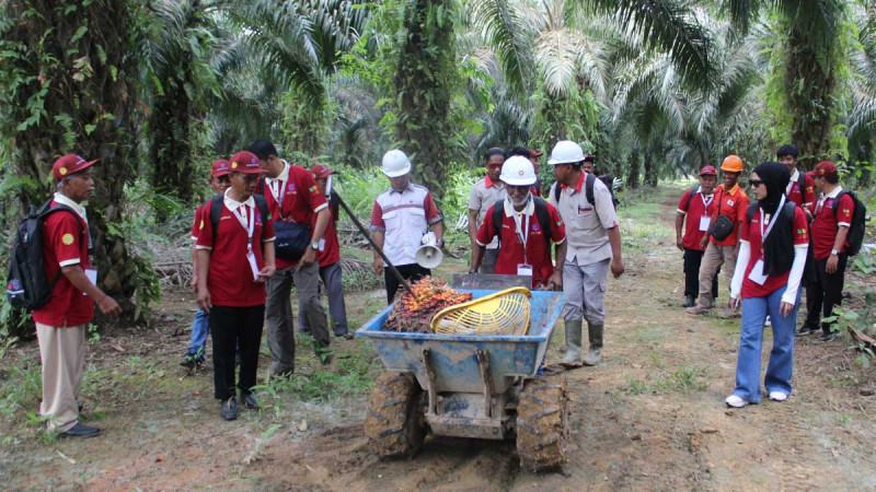 Empowered Farmers, Thriving Palm Oil: Training from BPDP and Ditjenbun Enhances Farmer Quality in Paser