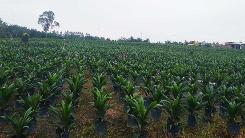 Tracing the Trail of Topaz Superior Palm Oil Seeds Across the Archipelago
