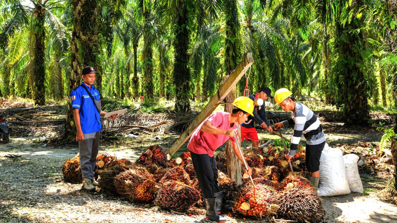 East Kalimantan Raises Fresh Fruit Bunch Prices for Second Half of July 2026