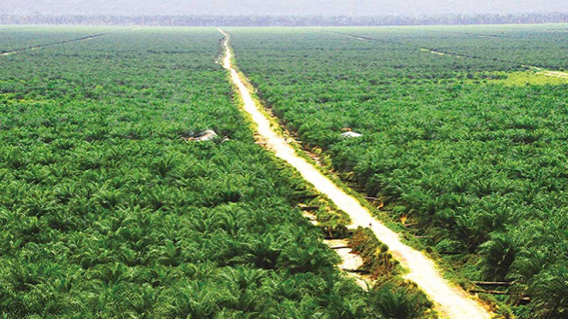 Nigeria Looks to Malaysia's Success After Losing Global Palm Oil Leadership