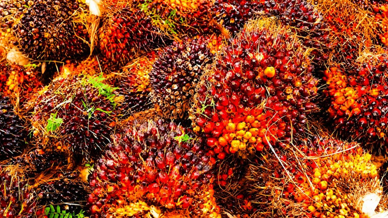 West Kalimantan Sets Palm Oil FFB Price at IDR 3,671.49/kg for Fourth Period of July 2026