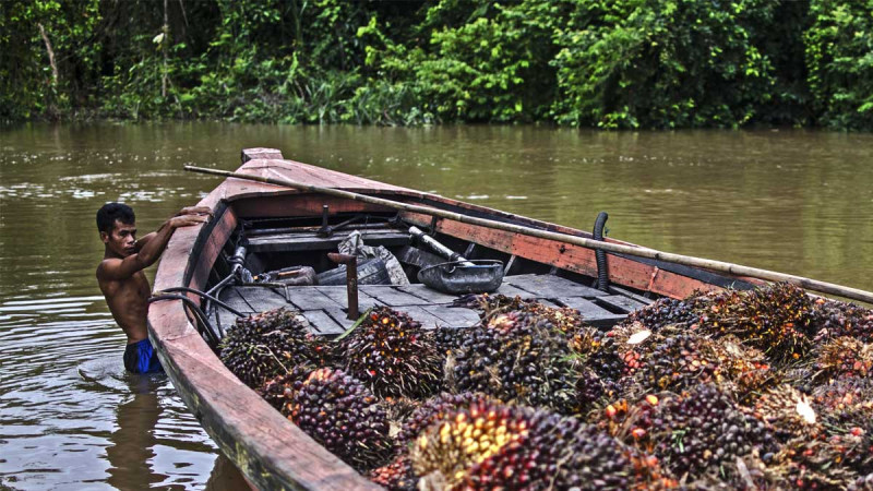 Aceh Fresh Fruit Bunch Prices Reach Rp3,763/kg for Mature Plasma Plantations
