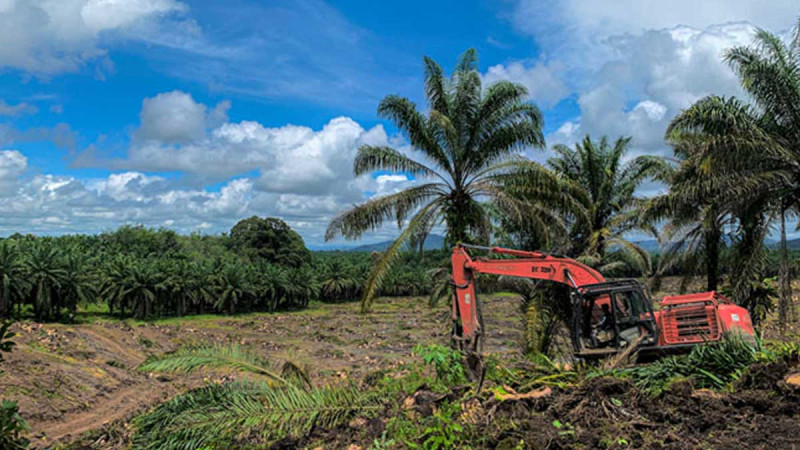Forest Status Remains Major Obstacle to Smallholder Replanting Program in North Sumatra