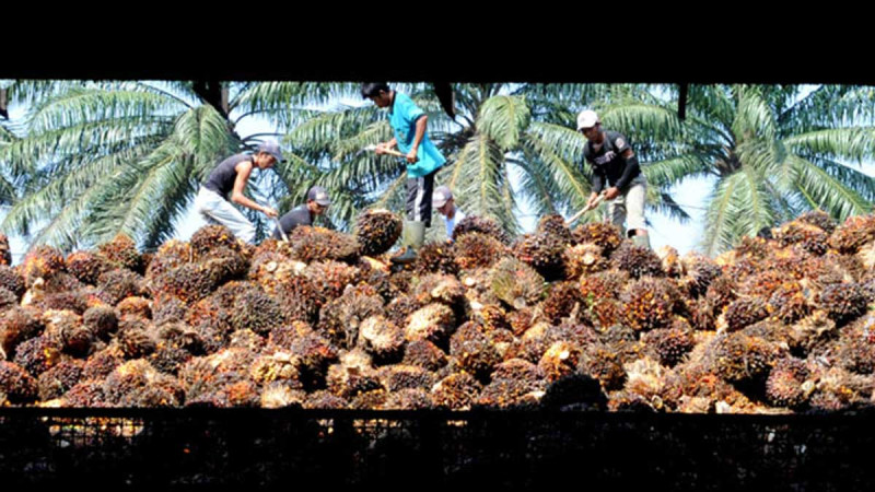 Riau Fresh Fruit Bunch Prices Climb Above Rp4,000/kg for Nine-Year-Old Oil Palm