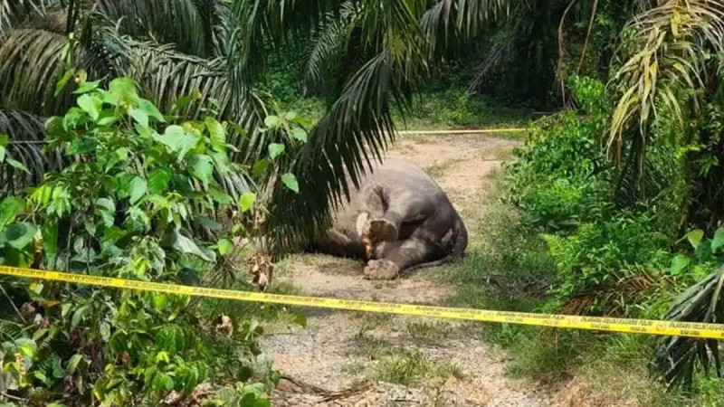 Heavy Rain Hampers Access to Dead Elephant Found in Aceh Tamiang Palm Oil Plantation