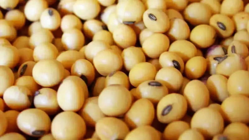 US Soybean Imports to Pakistan Surpass 1 Million Tonnes as Agricultural Trade Gains Momentum