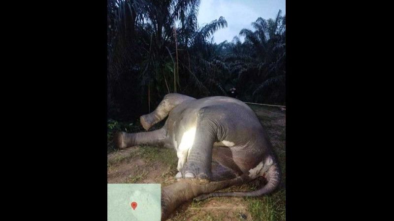 Sumatran Elephant Found Dead in Aceh Tamiang Plantation, Suspected Poisoning Under Investigation