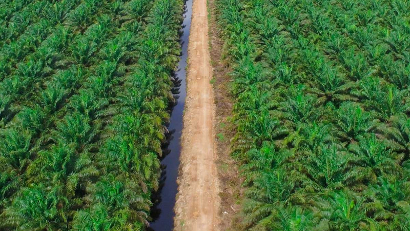 Bumitama Palm Oil Productivity Rises 16%, First-Half 2026 Net Profit Reaches Rp1.83 Trillion