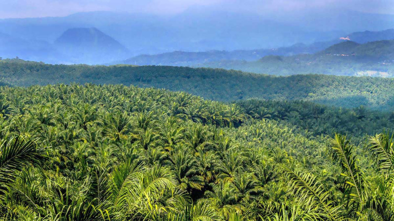 IndoAgri 2025 Net Profit Rises 19% as Higher CPO Prices and Downstream Expansion Drive Growth