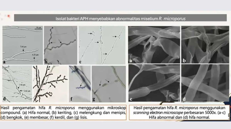 BRIN Advances Microbial and Nano Technologies for Sustainable Plantation Disease Management