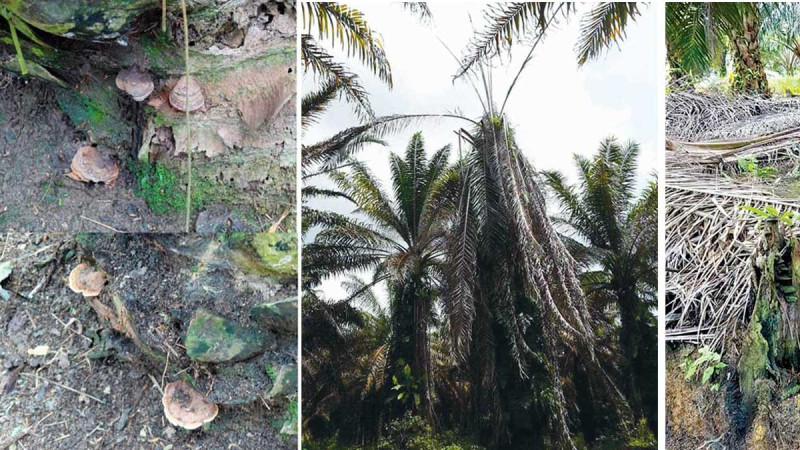 BRIN Research Tracks Ganoderma, the Silent Threat Lurking Beneath Oil Palm Plantations