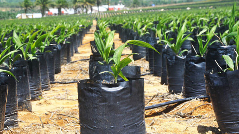 UGM Identifies Genetic Marker Candidates to Improve Phosphorus Uptake Efficiency in Oil Palm