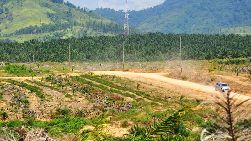 BMKG Warns of Rising Wildfire Risk in September 2026, Jambi Among Areas in Focus
