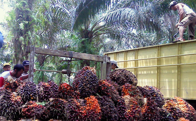 North Sumatra Palm Oil FFB Prices Rise, 10–20-Year Trees Reach Rp4,073.80/kg