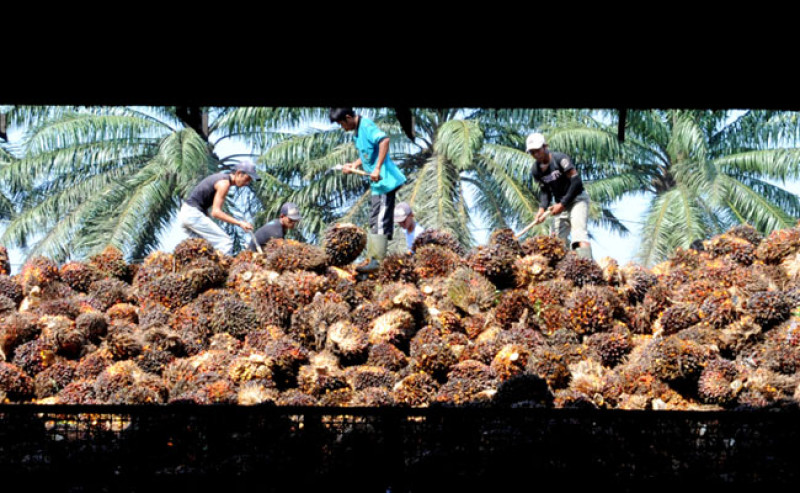 Jambi Palm Oil FFB Prices Rise Rp47.02/kg for August 28–September 3, 2026