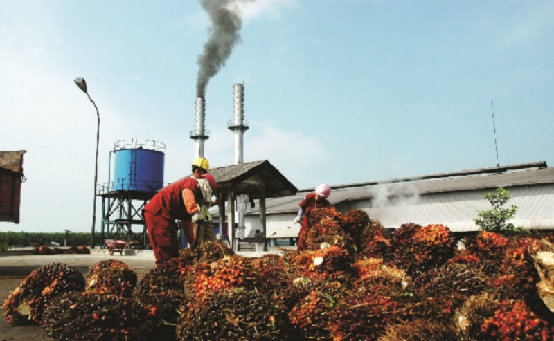 West Sumatra Palm Oil Fresh Fruit Bunch Prices Rise Rp108.52/kg in Late August 2026