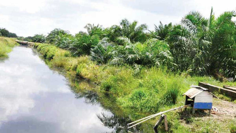 Study Finds Soil CO? Emissions Rise During First Three Years of Oil Palm Plantations on Peatland