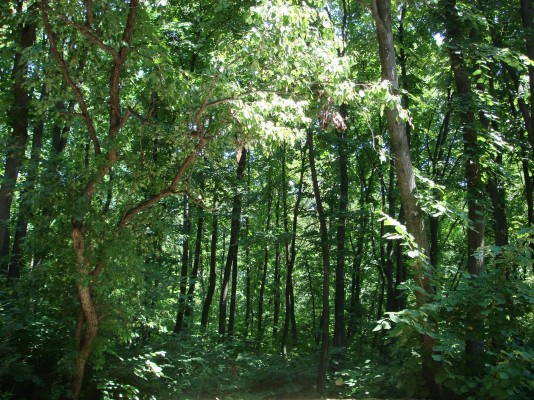Central Sulawesi Forests will Exhausted in 16 Years Later?