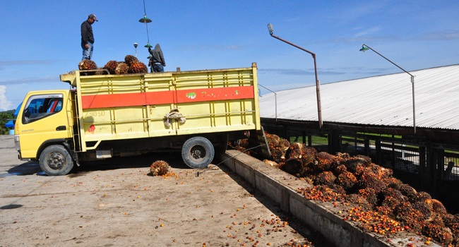 Early December, East Borneo FFB Price is Increasing
