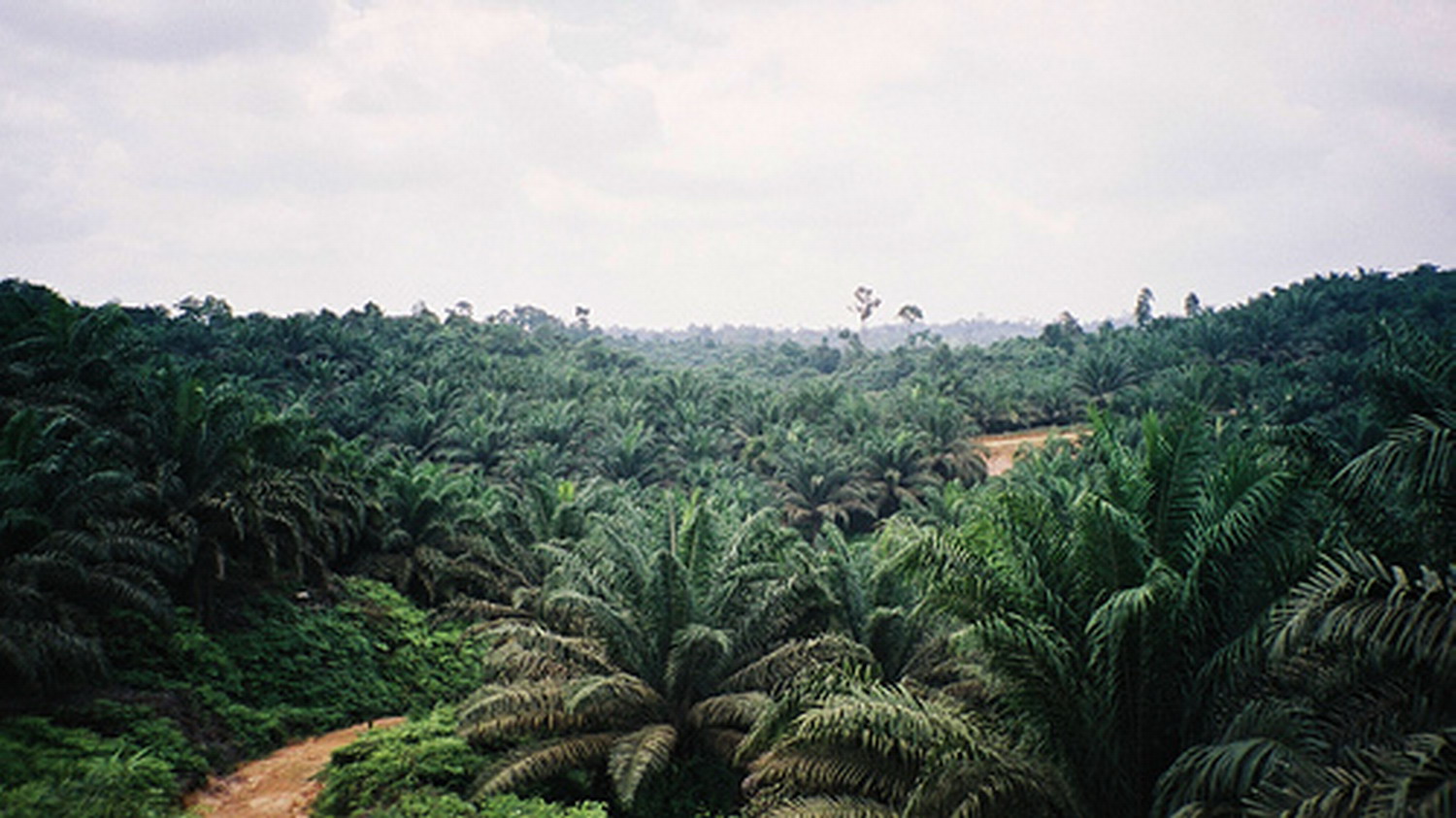 FDF Guidance to Boost Sustainable Palm Oil Use