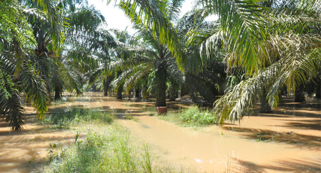 Palm Oil Companies in Pelalawan Giving Assistance for Flood Victims