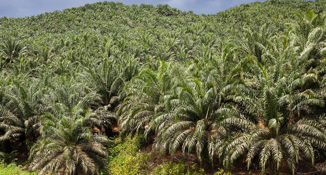 Palm Oil Export Tax Seen at Zero Next Month