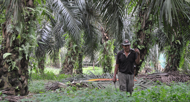 Palm Oil Farmers in Aek Gotik Hamper by Bad Credit