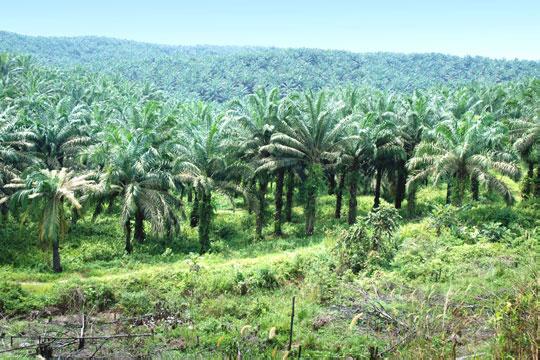 Palm Oil Gives Big Contribution Towards South Borneo Economy