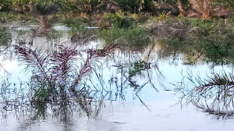 Flood in Aceh Singkil: Many Palm Oil Trees from SRP Did not Grow