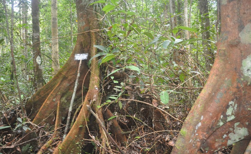 Natural Forest Canopy in Bengkulu Gets Narrower Because of Palm Oil Plantations