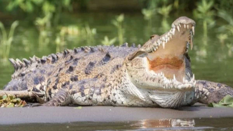 Woman Killed by Crocodile During Flood in Ketapang Palm Oil Plantation